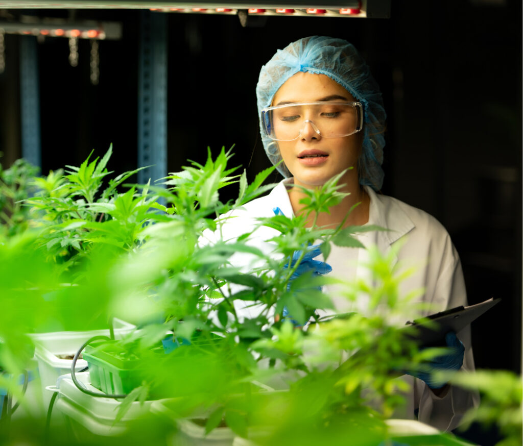 elaboración de productos de alta calidad a base de cannabis