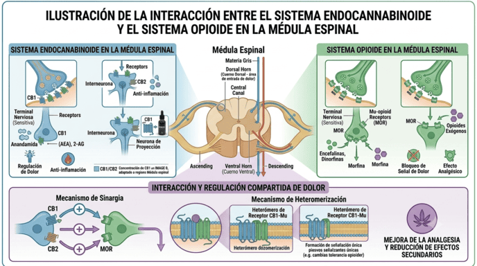 Ilustración de la interacción entre el sistema endocannabinoide y el sistema opioide en la médula espinal
